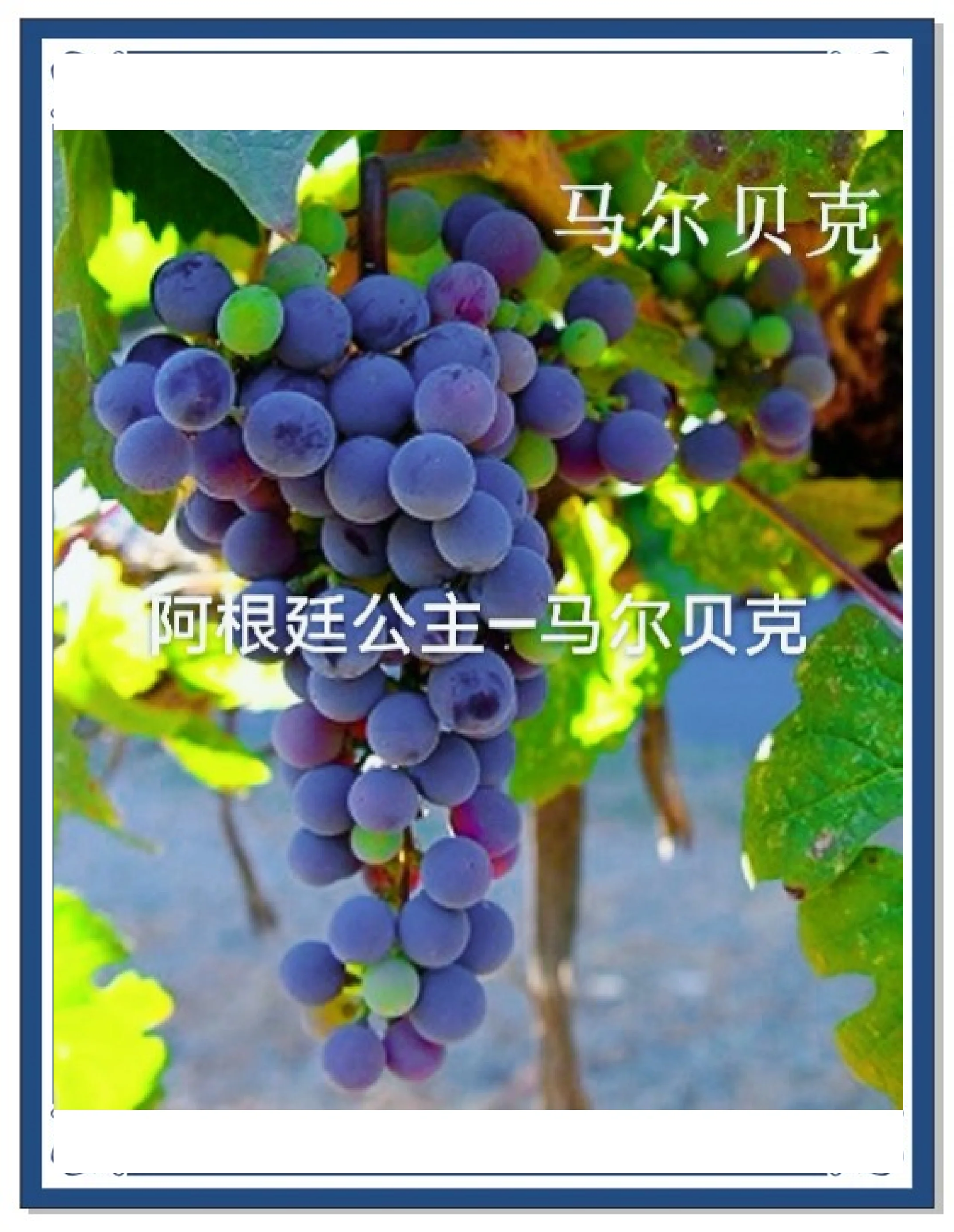 阿根廷葡萄品种丹娜
