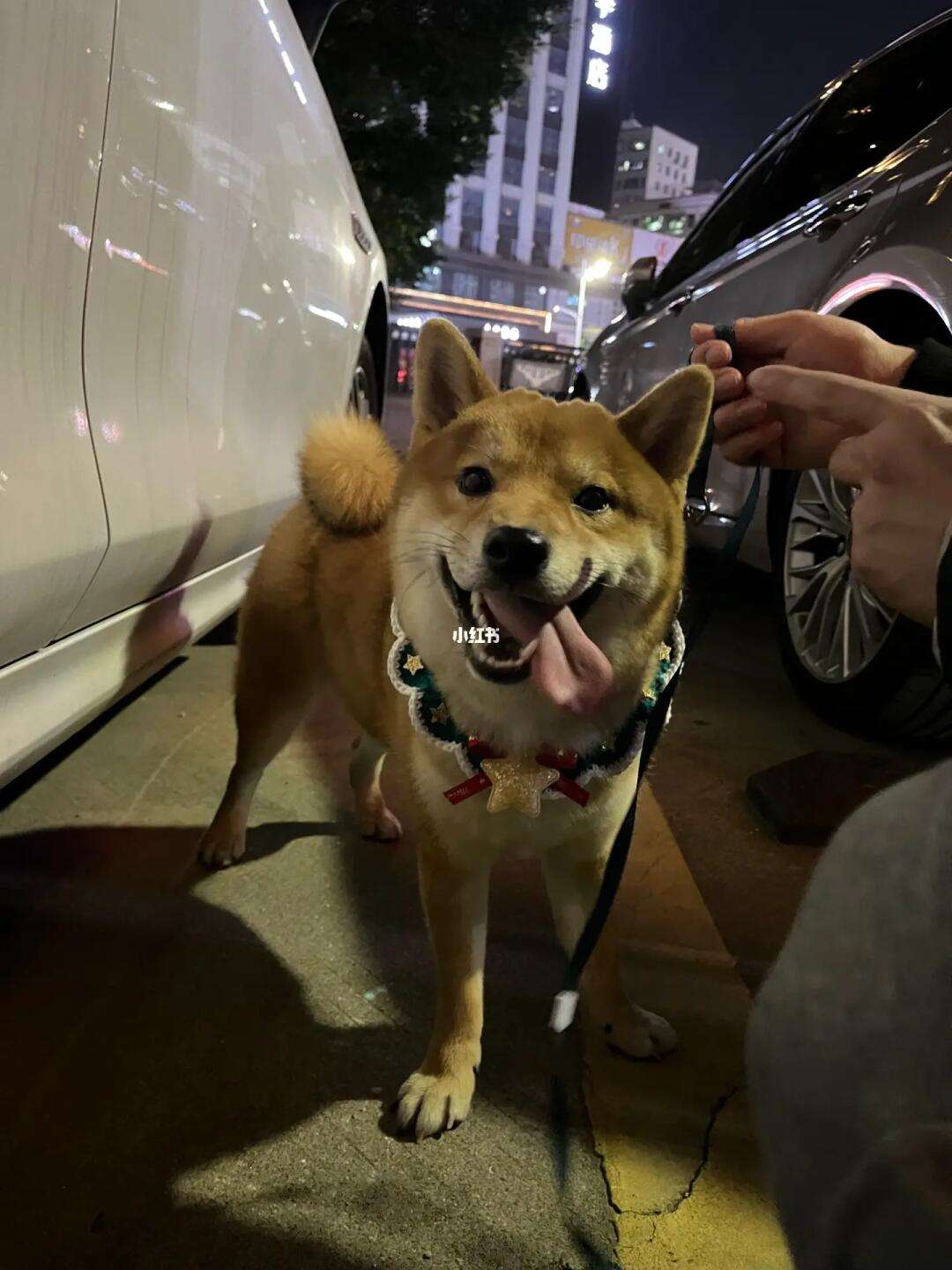 柴犬智商排名第几