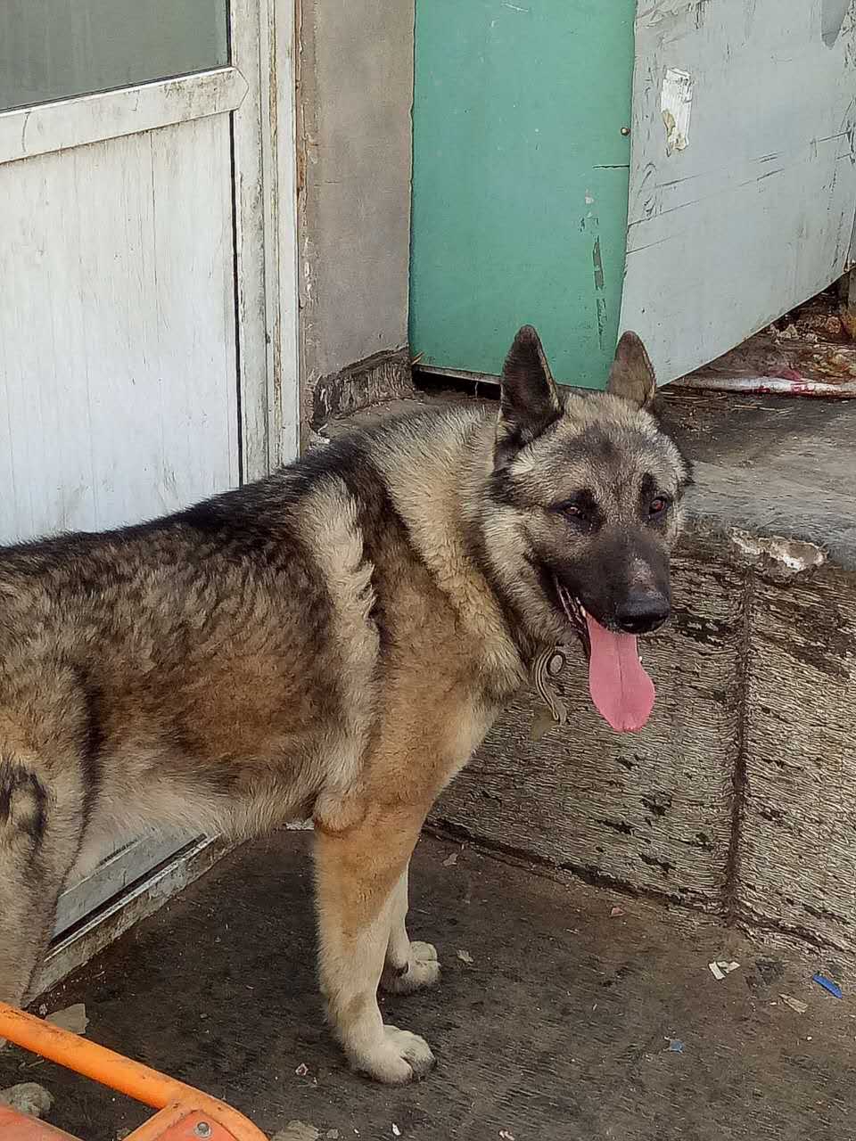 中华狼青犬
