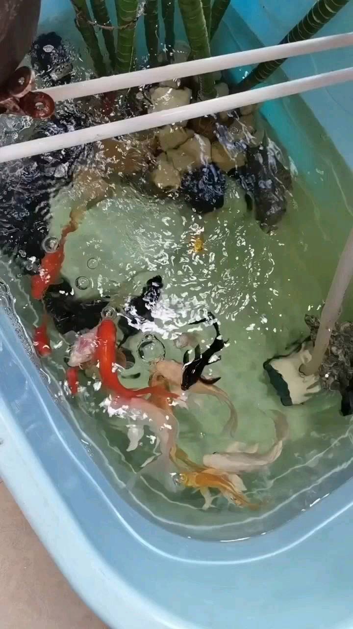 小鲤鱼如何养小鲤鱼怎么养